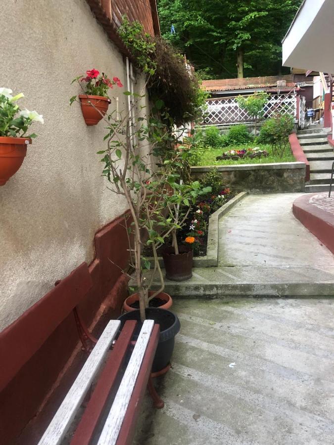 Vila Zeno Brasov Bagian luar foto